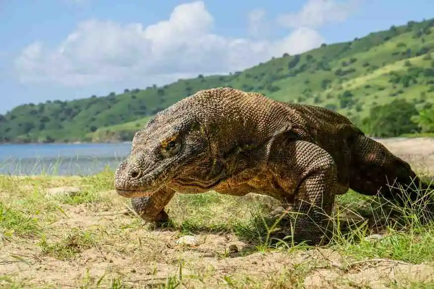Komodo Islands Travel Guide For Indonesia